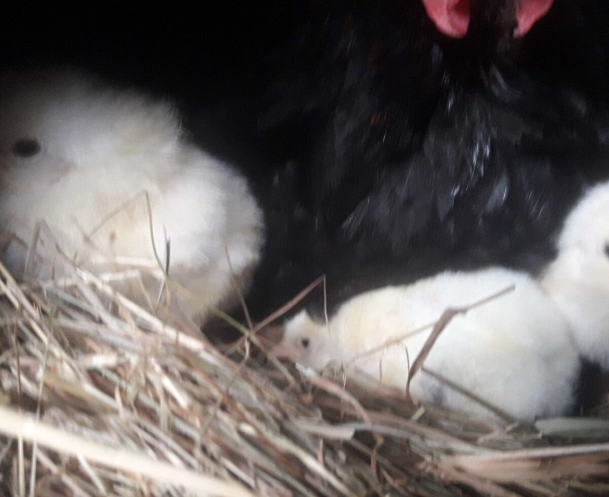 Chicks and a hen nesting in hay at the farm house.
