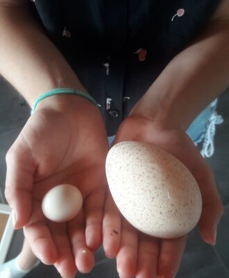 A small white egg and a large speckled egg held in hands, showcasing fresh produce from the farmhouse.