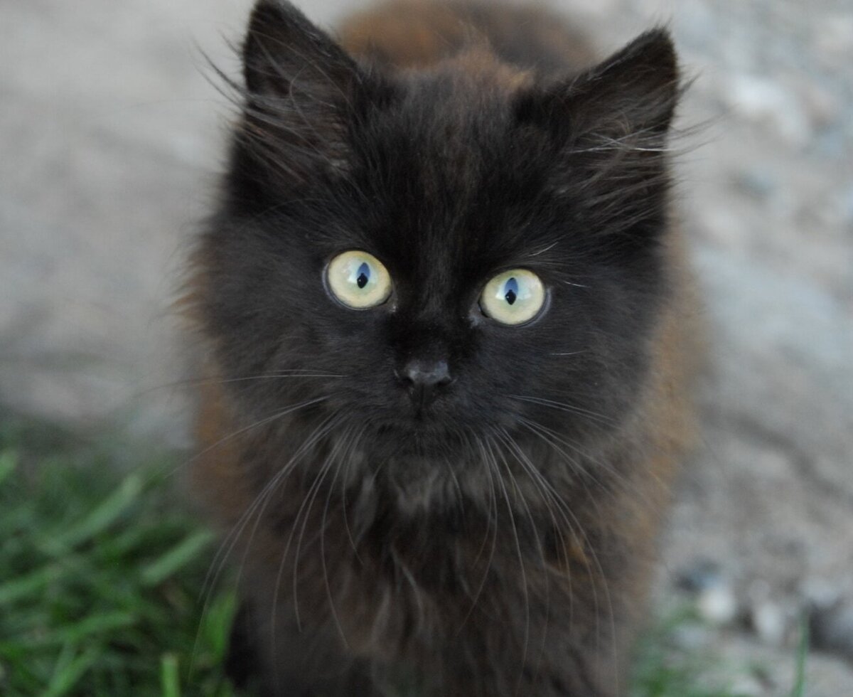 Wuschel, the cabin cat