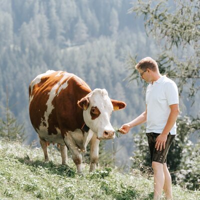 A guest feeds a brown and white cow on a grassy hillside at the farmhouse, with forested mountains in the background.