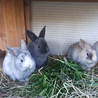 Dwarf rabbits