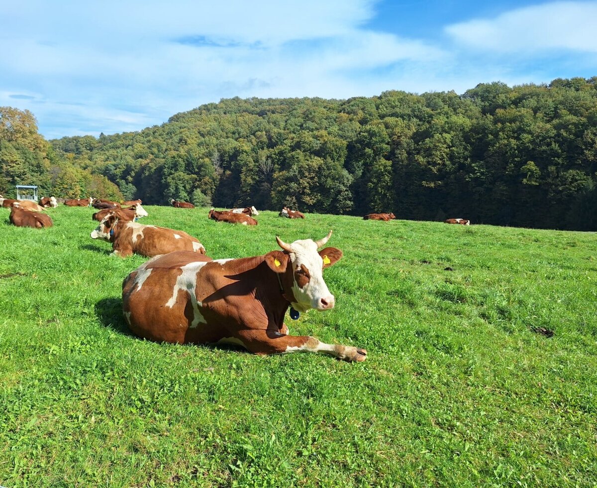 Cows in the pasture