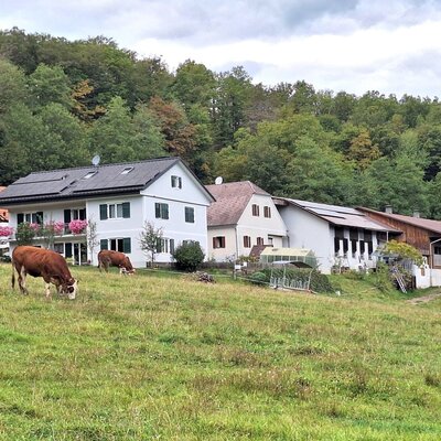 Exterior view of the farmhouse with several buildings and cows grazing in the pasture.