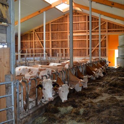 cowshed