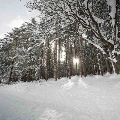 Snow-covered forest with tall trees and sunlight filtering through the branches.