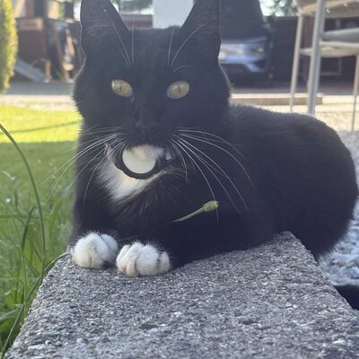 Our cuddly cat "Mausi" in summer