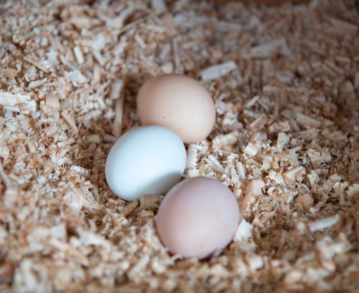 Eggs