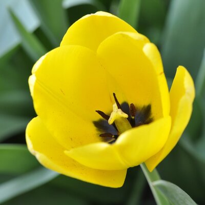 A yellow tulip in bloom with dark anthers, seen in the Farm House's large garden.