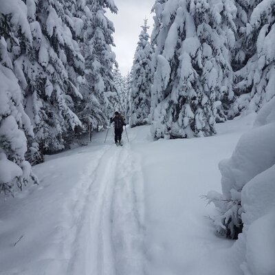 A snow-covered path with ski tracks winding through a fir forest, offering winter sports opportunities from the Farm House.