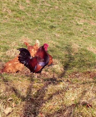 Rooster and hens on the Bed and Breakfast's grassy field.