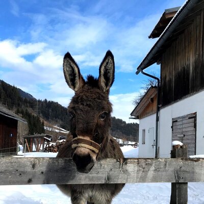 Donkey Princess