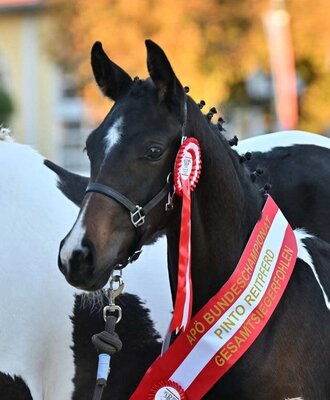 An award-winning foal at the farmhouse, proudly adorned with a festive winner's sash and ribbon.