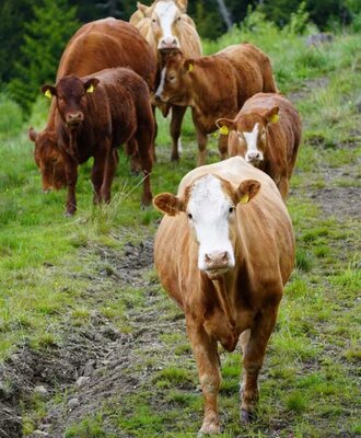 Friendly cows on the lush green pastures surrounding the farmhouse.