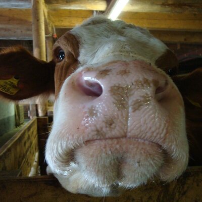 A cow in the barn of the farmhouse.