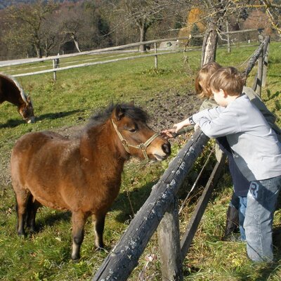 Children interacting with a pony and other horses through a fence at the Farm House.