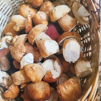 A woven basket full of fresh porcini mushrooms, a feature of the local produce at the farmhouse.