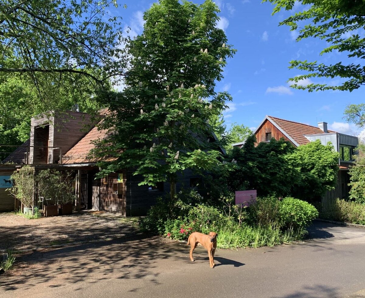 The exterior of the farmhouse, surrounded by trees and bushes, with a dog in the foreground.