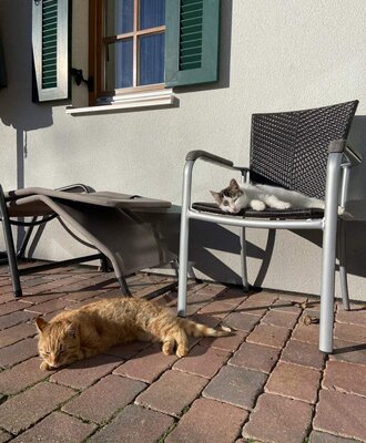 Two cats relaxing on the paved terrace of the farmhouse.