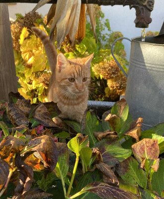 male cat called Peppo