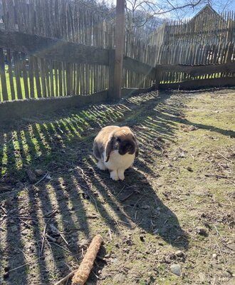A brown and white rabbit on the Bauernhof.