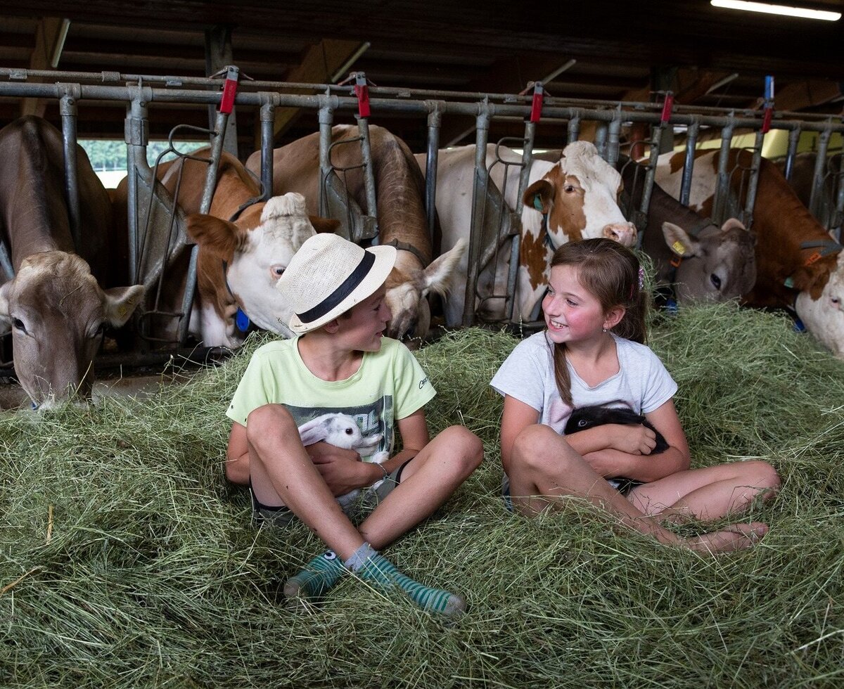 Children interacting with rabbits and observing cows in the barn at the farm house.