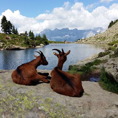 Two goats resting on rocks beside a mountain lake with distant mountains, showcasing the natural environment near the Farm House.