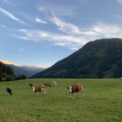 Cows grazing in the green pasture at the Farm House, set against a backdrop of mountains and forests.