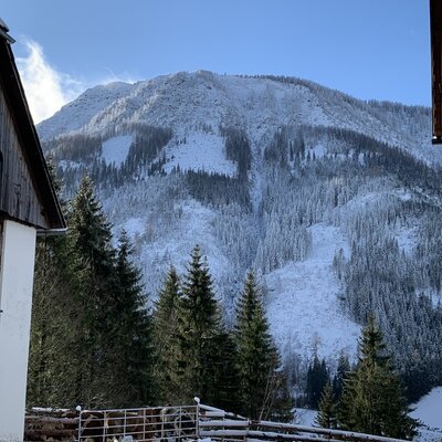 View of snow-covered mountains and pine forests from the farm house, with cows visible in an outdoor enclosure.