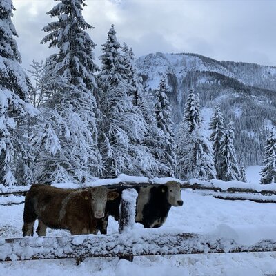 Two cows in a snow-covered enclosure at the farmhouse, set against a backdrop of snowy pine trees and mountains.