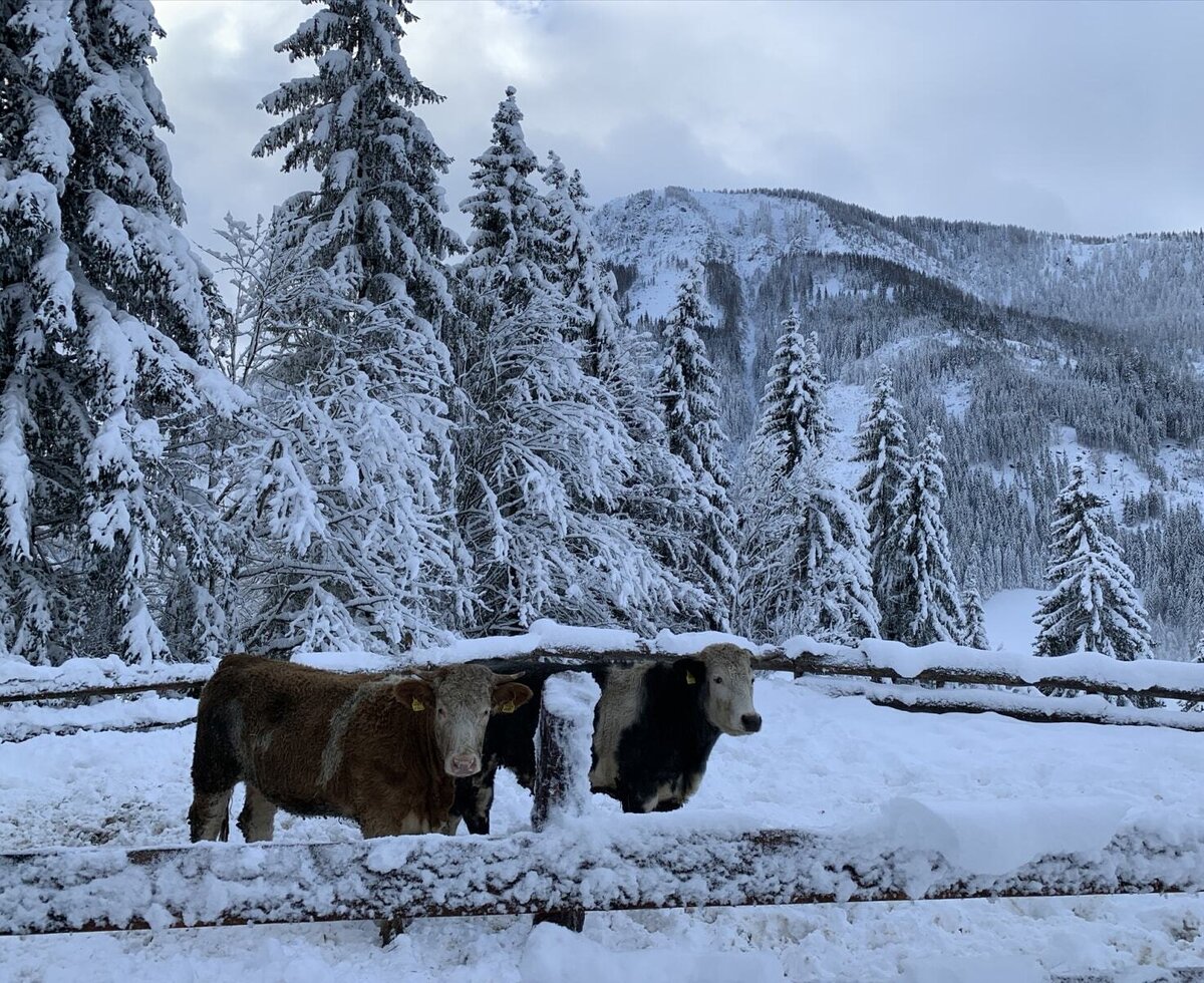Two cows in a snow-covered enclosure at the farmhouse, set against a backdrop of snowy pine trees and mountains.