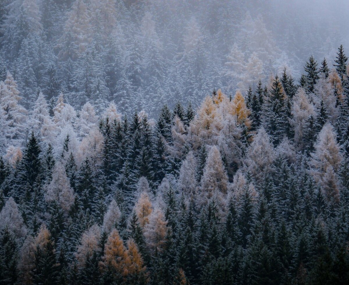 The wintery coniferous forest surrounding the farmhouse, gently dusted with snow and shrouded in mist.