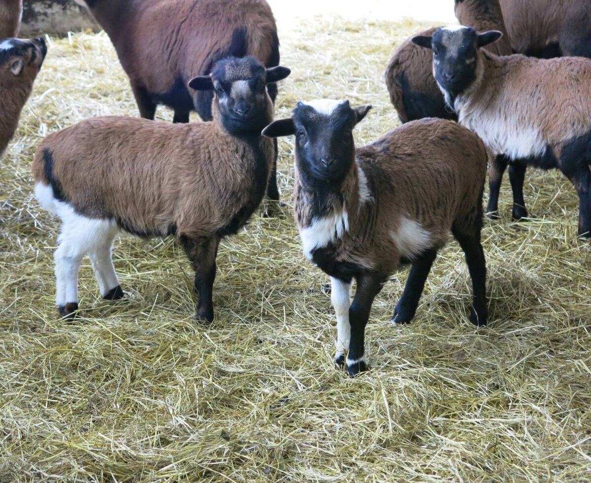 Lambs and other farm animals are present at the Farm House.