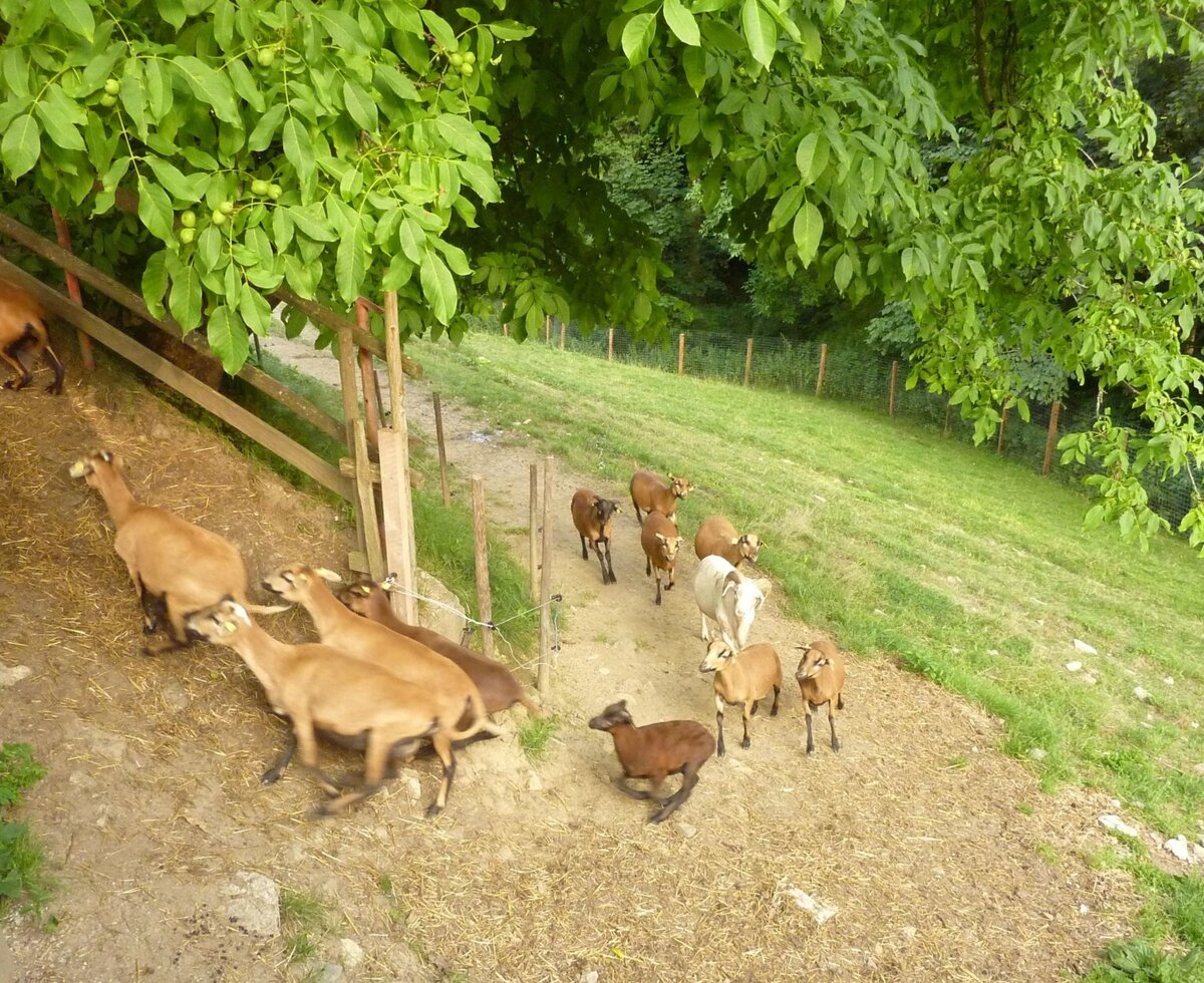 Cameroon sheep