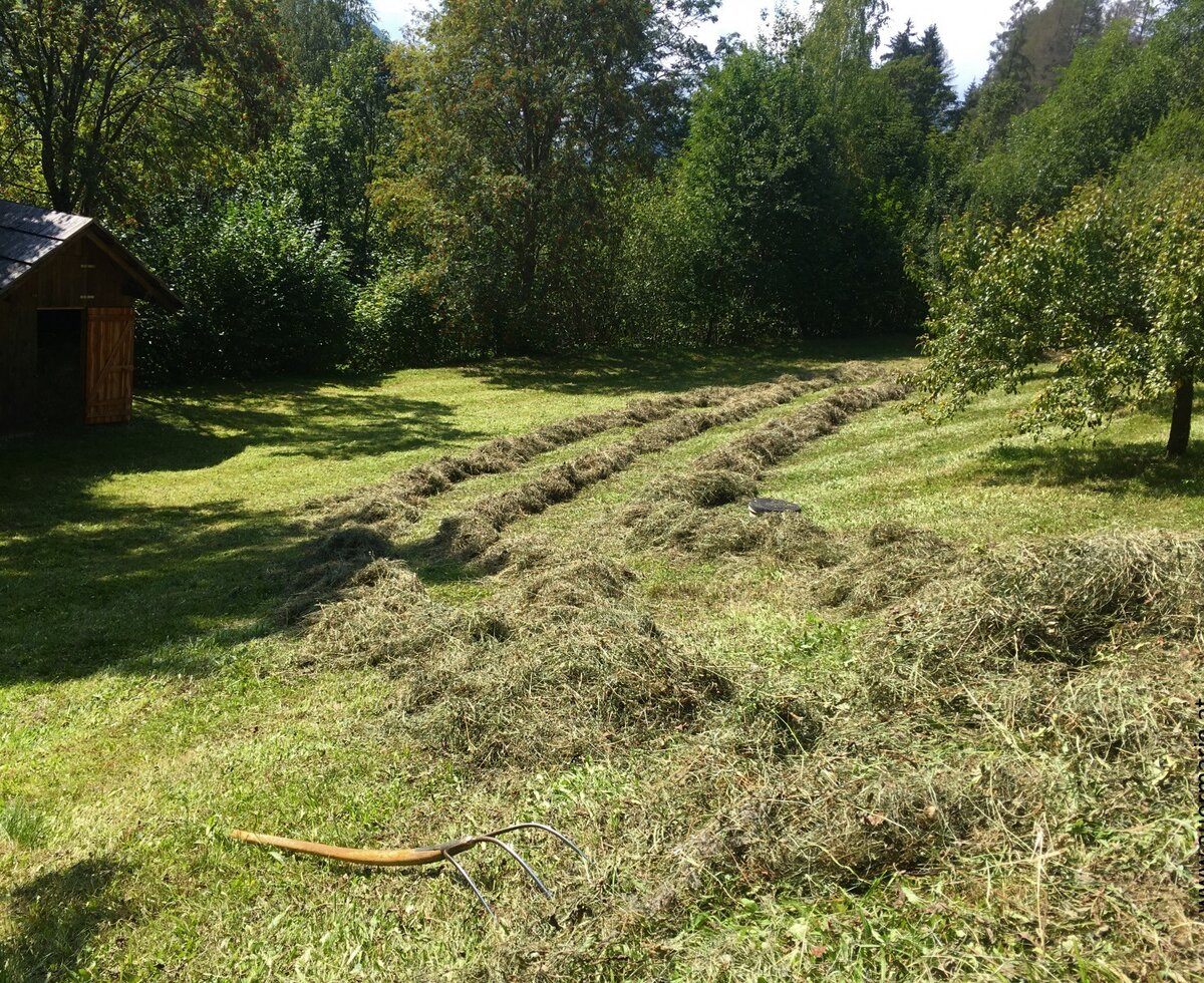 Hay harvest - wonderful how it smells