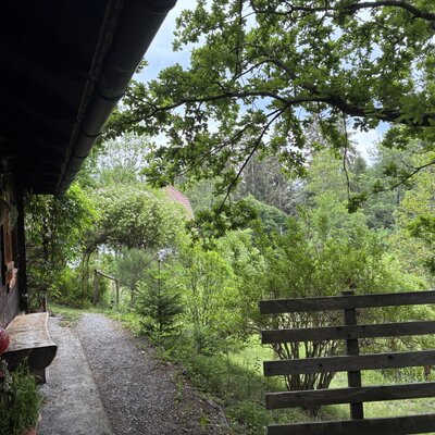Surrounded by green nature at the edge of the forest