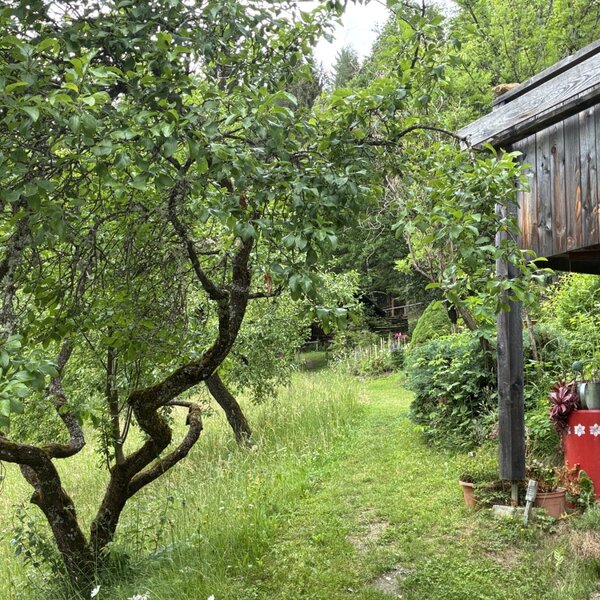 Grassy path in the outdoor area to the cabin, surrounded by trees and bushes, past the landlords' house
