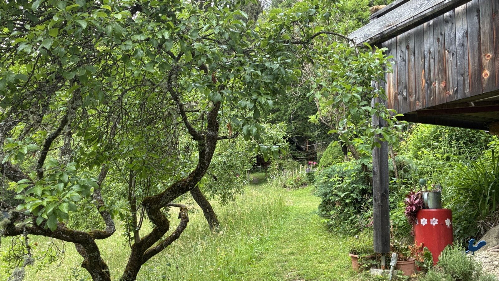 Grassy path in the outdoor area to the cabin, surrounded by trees and bushes, past the landlords' house