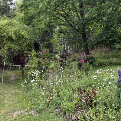 The hut is located at the forest edge, surrounded by a meadow with wildflowers and an access path.