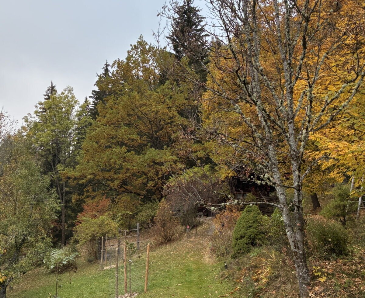 The idyllic outdoor area of the apartments, surrounded by colorful autumn trees and dense forest.