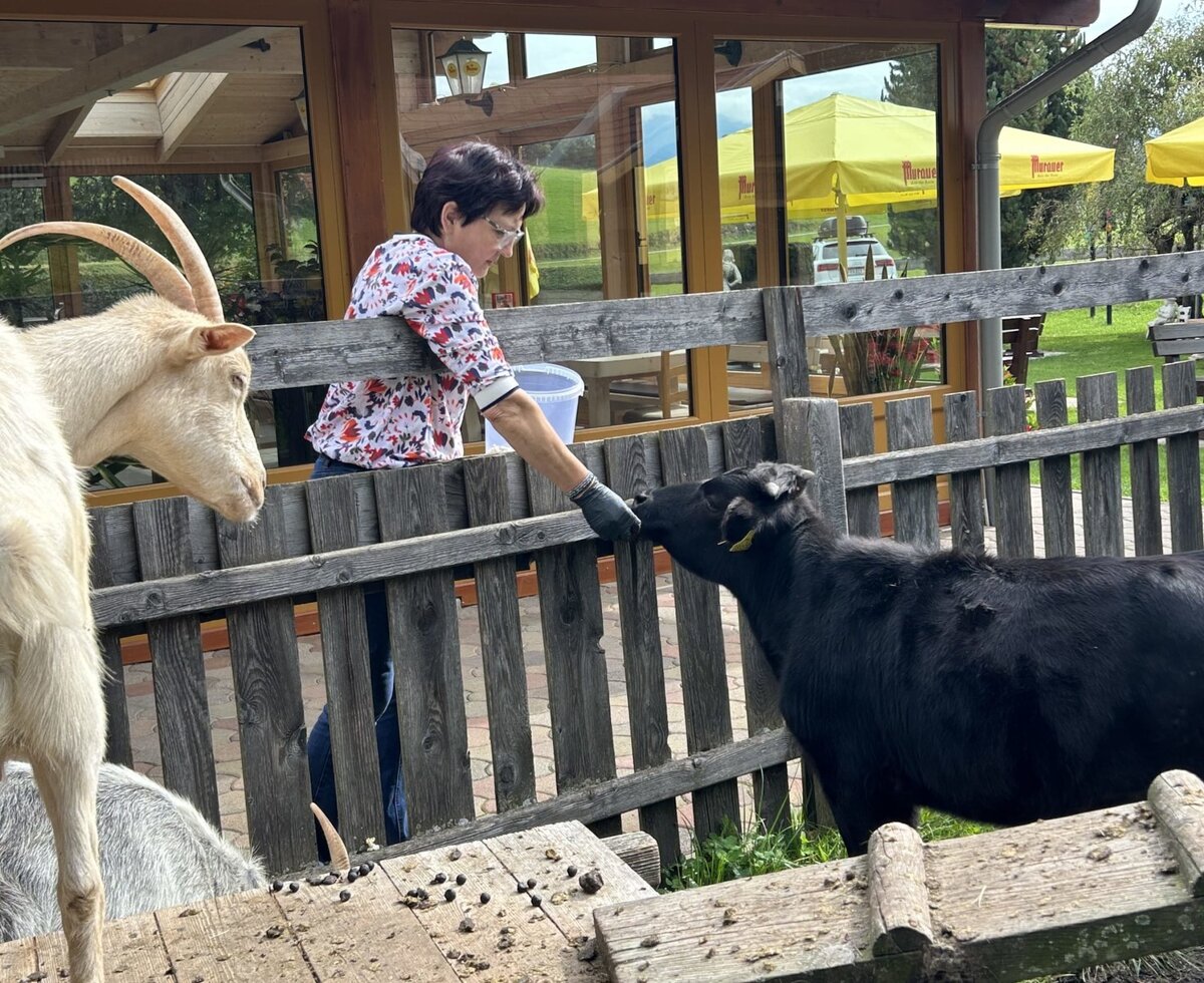 A guest feeds a black calf and a white goat through a wooden fence at the farm house.