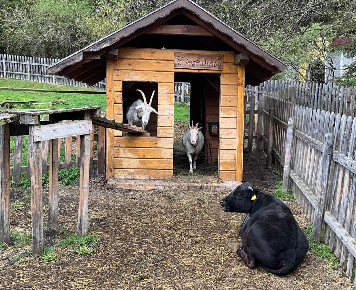 The goat house at the farmhouse, featuring goats and a calf as part of the petting animals.