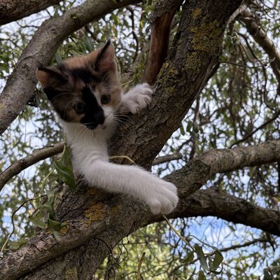 A kitten in a tree, one of the petting animals at the farmhouse.