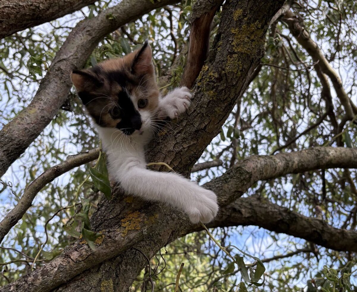 A kitten in a tree, one of the petting animals at the farmhouse.