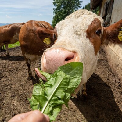 Animals Oxen
