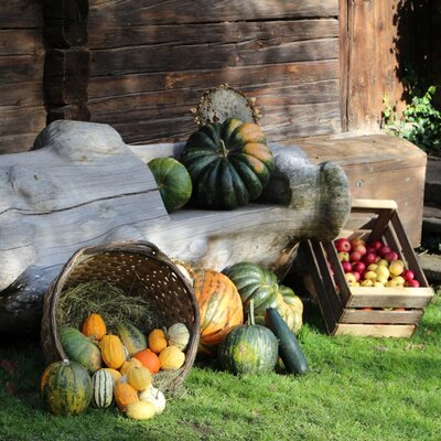 Pumpkin harvest