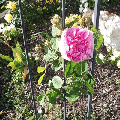 Roses in the garden