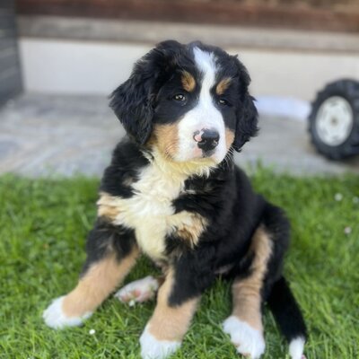 A cute Bernese Mountain Dog puppy on the farmhouse's green lawn.