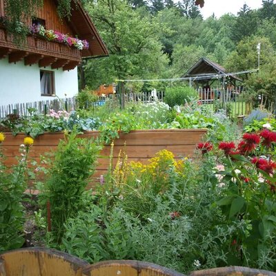 The herb garden in full bloom