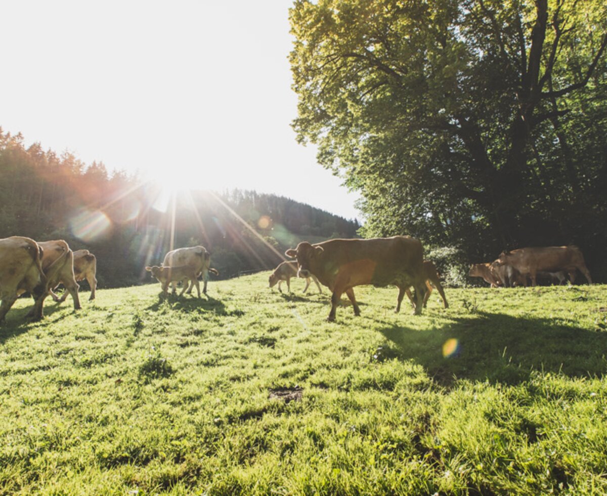 cows on the meadow