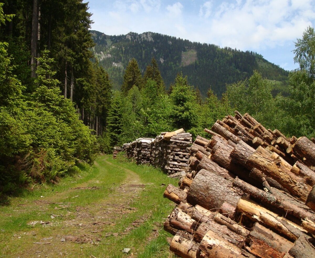 The natural surroundings of the Farm House, featuring a forest path, stacked logs, and distant mountains.